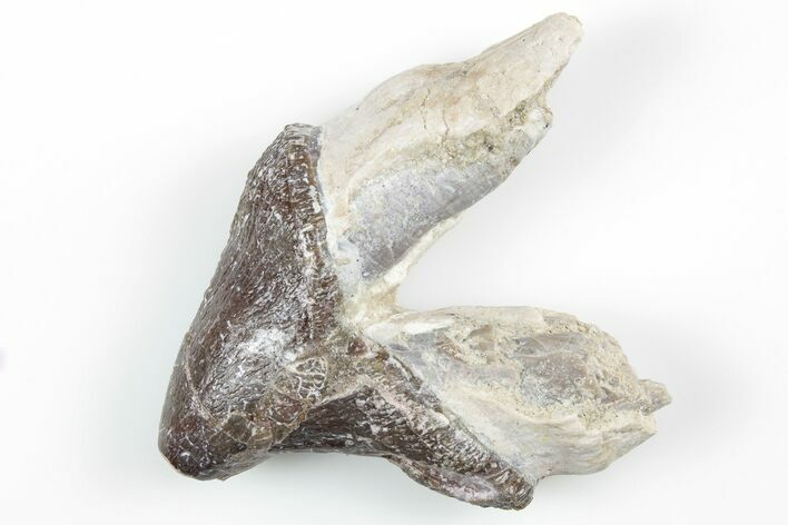 Fossil Primitive Whale (Pappocetus) Premolar - Morocco #215130
